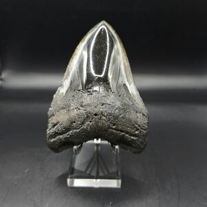 Megalodon tooth South Carolina